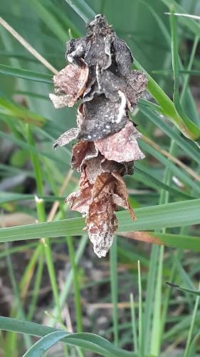 Réf. 234 480 : Canephora hirsuta